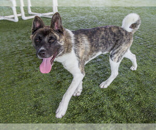 Medium Photo #1 Akita Puppy For Sale in Pasadena, CA, USA