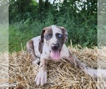 Small Photo #7 Catahoula Leopard Dog Puppy For Sale in CUMBY, TX, USA