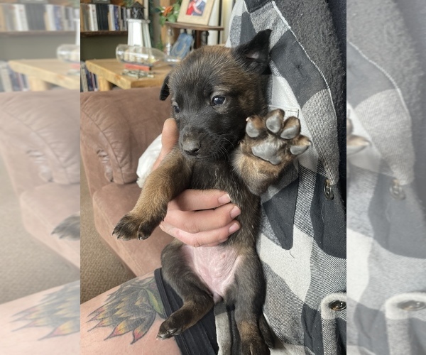 Medium Photo #1 Belgian Malinois Puppy For Sale in WESTCLIFFE, CO, USA