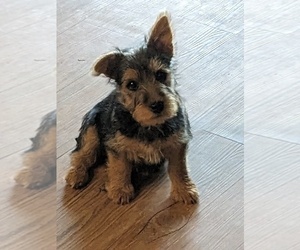 Australian Terrier Puppy for sale in BURNS, OR, USA