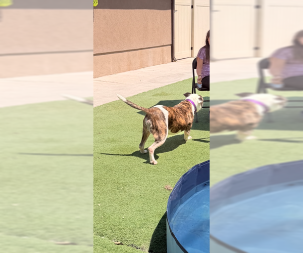 Medium Photo #4 American Staffordshire Terrier Puppy For Sale in MIDWAY, UT, USA