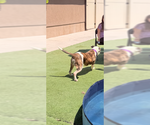 Small #3 American Staffordshire Terrier