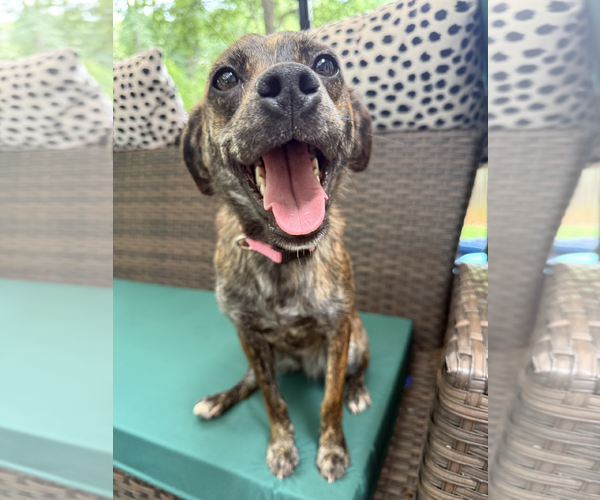 Medium Photo #5 Plott Hound-Rat Terrier Mix Puppy For Sale in Decatur, GA, USA