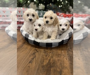 Cavapoo Litter for sale in FORT SMITH, AR, USA