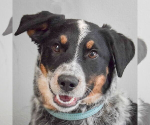 Medium Photo #1 Mutt Puppy For Sale in Huntley, IL, USA