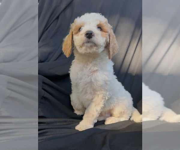 Medium Photo #4 Cavapoo-Goldendoodle Mix Puppy For Sale in KALAMAZOO, MI, USA