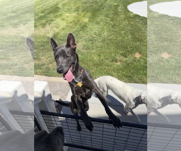 Medium Photo #9 Labrador Retriever-Unknown Mix Puppy For Sale in Sandy, UT, USA