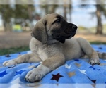 Small Photo #16 Kangal Dog Puppy For Sale in WACO, TX, USA