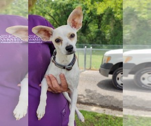 Rat-Cha Dogs for adoption in Royal Palm Beach, FL, USA