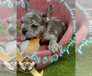 French Bulldog Puppy for sale in CHARLESTON, SC, USA