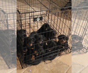 Rottweiler Puppy for sale in MENIFEE, CA, USA