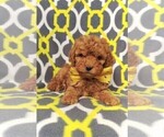 Small Photo #7 Cavapoo Puppy For Sale in LANCASTER, PA, USA
