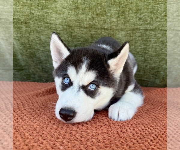 Medium Photo #7 Siberian Husky Puppy For Sale in OCALA, FL, USA