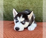 Small #6 Siberian Husky