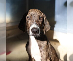 Boxer-Unknown Mix Dogs for adoption in San Antonio, TX, USA