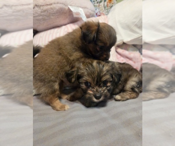 Medium Photo #30 Maltipom Puppy For Sale in HUDSON, MA, USA