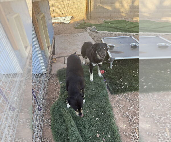 Medium Photo #2 Siberian Husky-Unknown Mix Puppy For Sale in Gilbert, AZ, USA