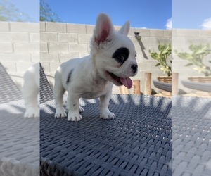 French Bulldog Puppy for sale in LAS VEGAS, NV, USA