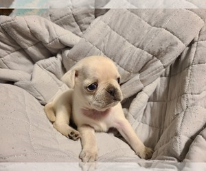 Pug Puppy for sale in MANGHAM, LA, USA