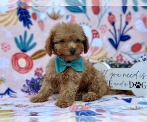 Poodle (Toy) Puppy for sale in LANCASTER, PA, USA