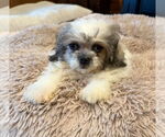 Small Pekingese Mix