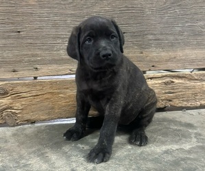 Mastiff Puppy for sale in CHILLICOTHE, MO, USA