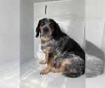 Small Bluetick Coonhound Mix