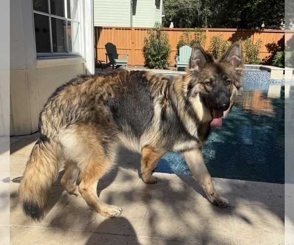 Medium Photo #1 German Shepherd Dog Puppy For Sale in SPRING, TX, USA