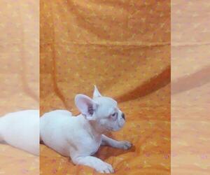 French Bulldog Puppy for sale in BROOKLYN, NY, USA