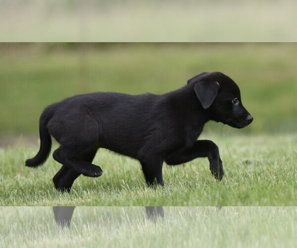 Medium Photo #2 Borador Puppy For Sale in Mechanicsburg, PA, USA