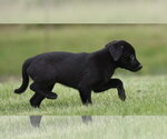 Small #1 Borador