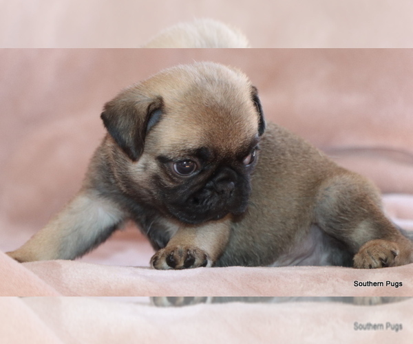Medium Photo #1 Pug Puppy For Sale in WINNSBORO, TX, USA