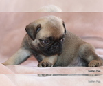 Image preview for Ad Listing. Nickname: Litter of 4
