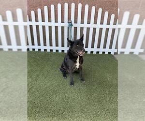 Mutt Dogs for adoption in Modesto, CA, USA