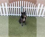 Small Mutt