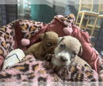 Small #7 Bullboxer Pit