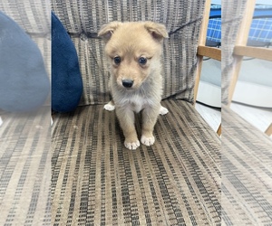 Miniature Australian Shepherd-Mutt Mix Dog for Adoption in FORT WORTH, Texas USA