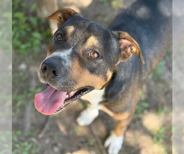 Medium Photo #1 American Pit Bull Terrier-German Shepherd Dog Mix Puppy For Sale in Tulsa, OK, USA