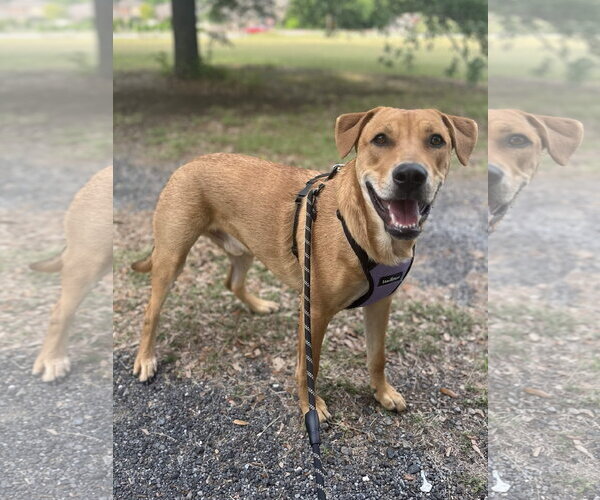 Medium Photo #3 Labrador Retriever-Unknown Mix Puppy For Sale in Fort Worth, TX, USA