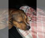 Small #18 American Pit Bull Terrier Mix