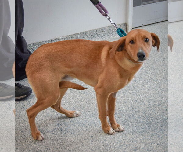 Medium Photo #3 Collie-Redbone Coonhound Mix Puppy For Sale in Huntley, IL, USA