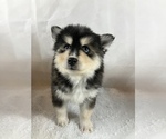 Small Photo #4 Pomsky Puppy For Sale in TAMPICO, IL, USA