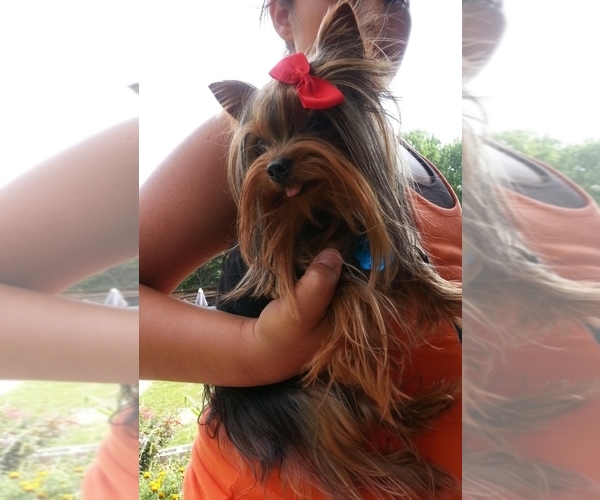 Medium Photo #1 Yorkshire Terrier Puppy For Sale in WINSTON SALEM, NC, USA
