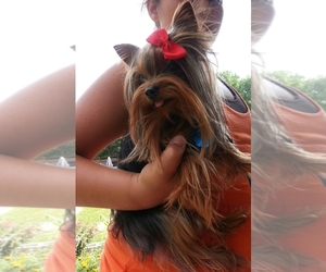 Father of the Yorkshire Terrier puppies born on 05/25/2026