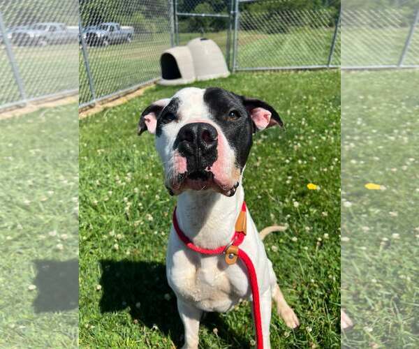 Medium Photo #1 American Bulldog-Unknown Mix Puppy For Sale in Rootstown, OH, USA