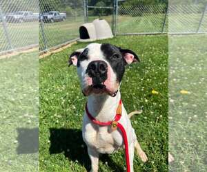 American Bulldog-Unknown Mix Dogs for adoption in Rootstown, OH, USA