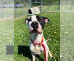 Small American Bulldog Mix