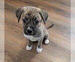 Small Boxer Mix
