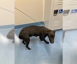 Small Photo #1 Labrador Retriever Puppy For Sale in Pearland, TX, USA