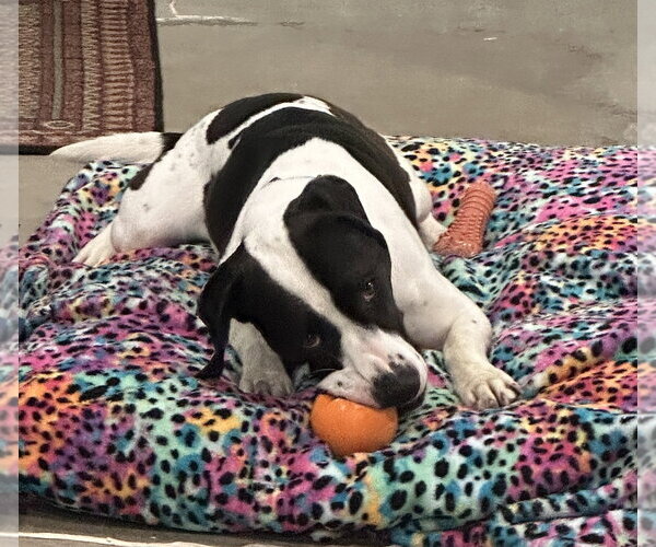 Medium Photo #11 Mutt Puppy For Sale in Harrisburg, PA, USA